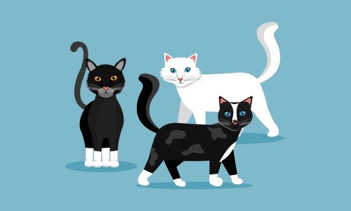 O gato que não podia sair de casa